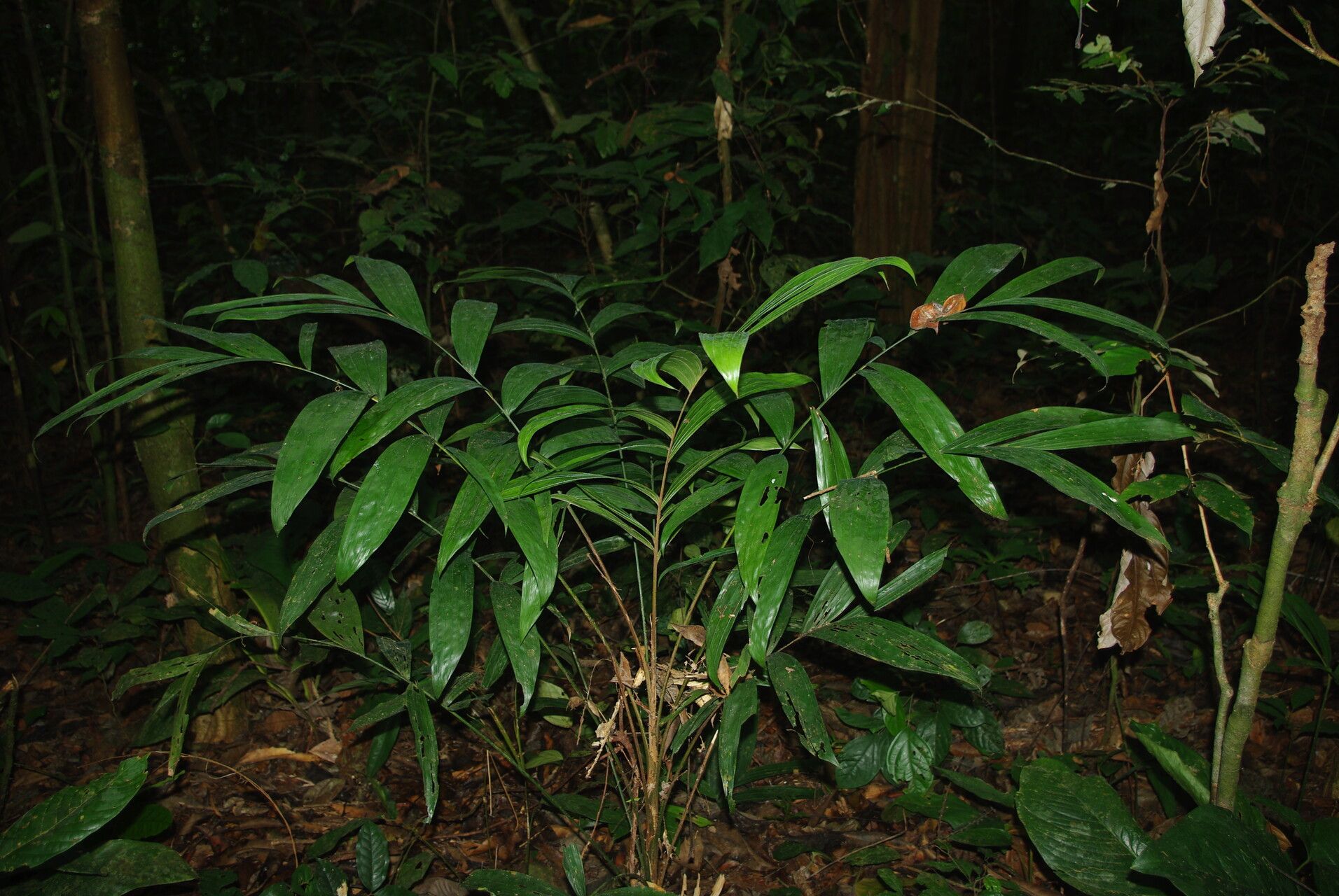 Laccosperma opacum habit