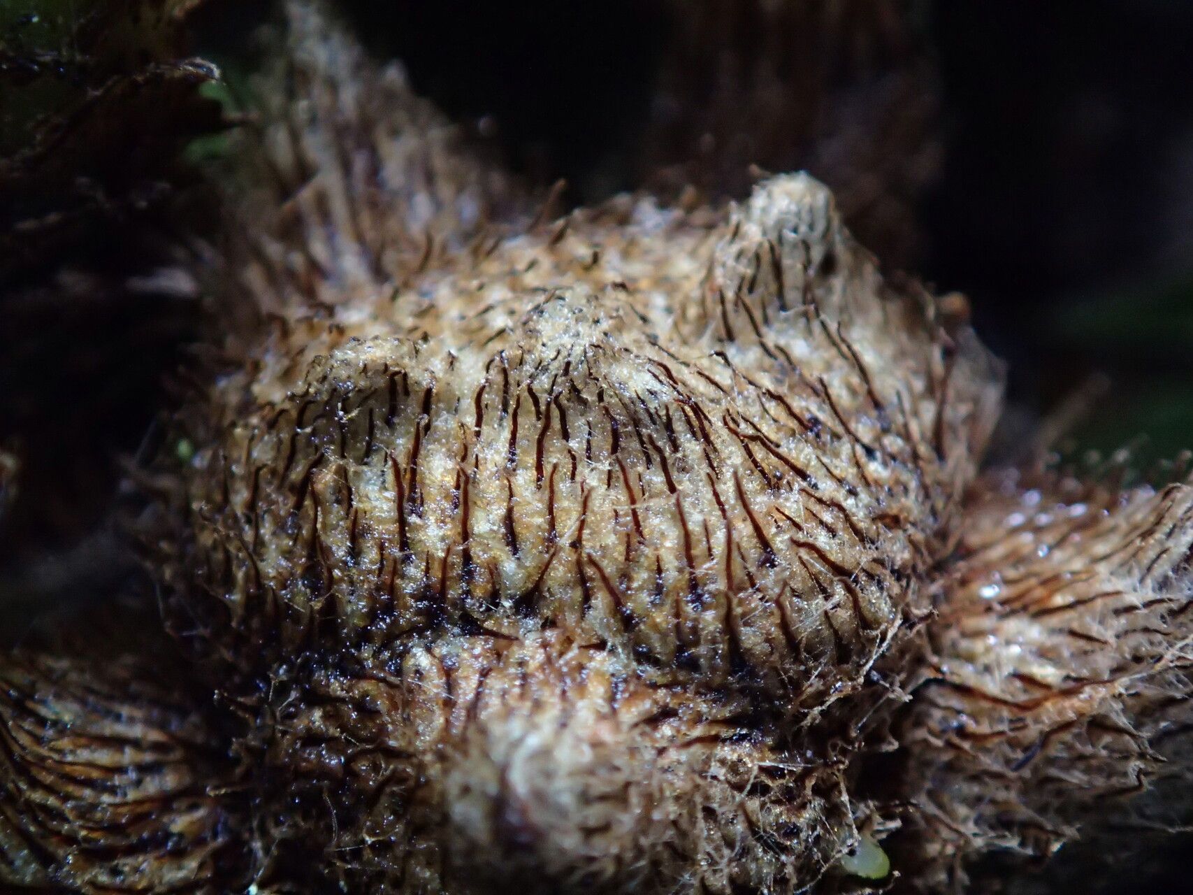 Pteris preussii other