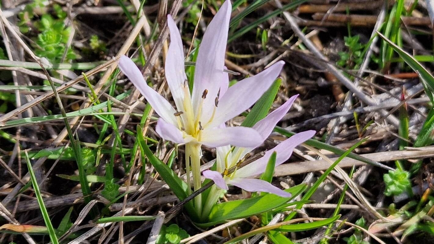 Colchicum soboliferum flower