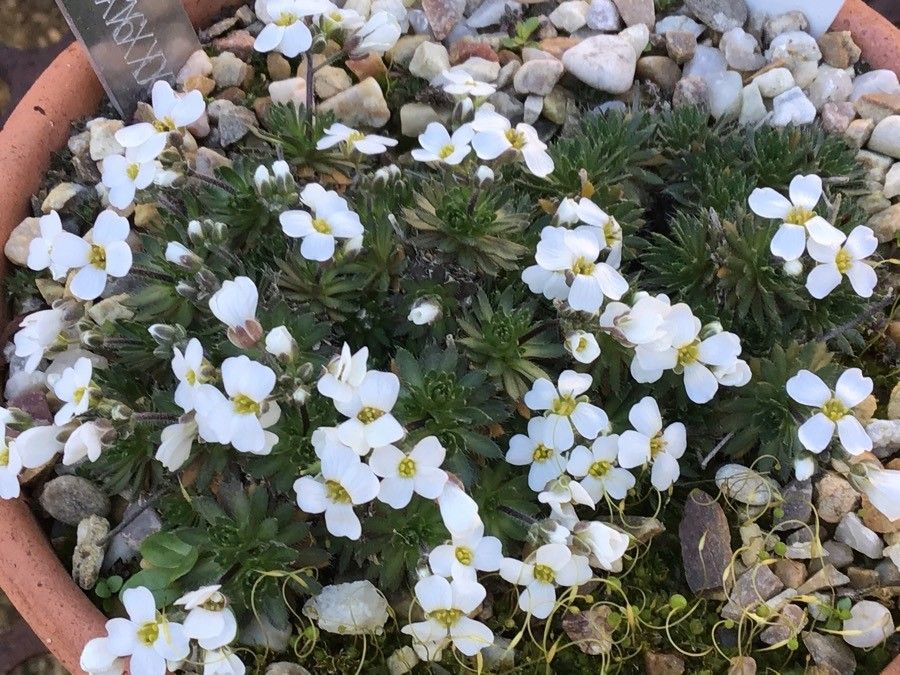 Draba dedeana flower