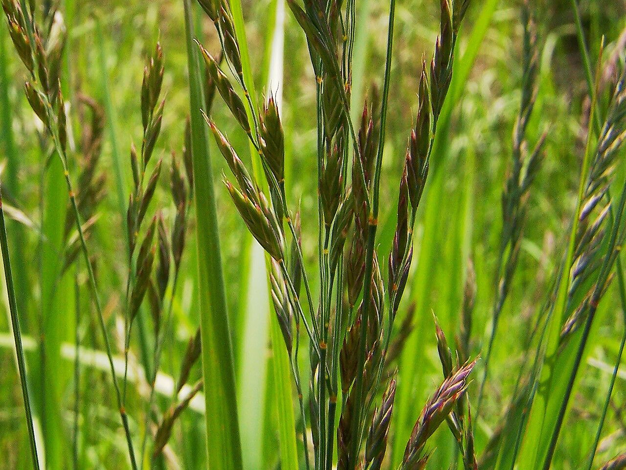 Bromus erectus flower