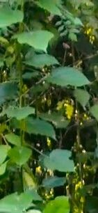 Macaranga bancana leaf