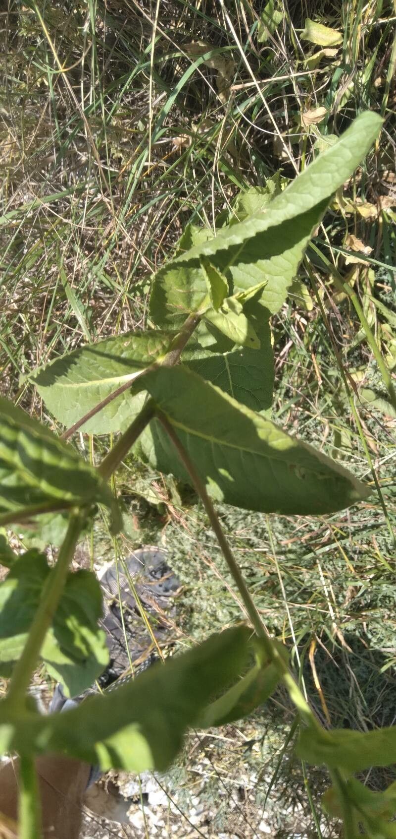 Pentanema bifrons — related species from the same genus