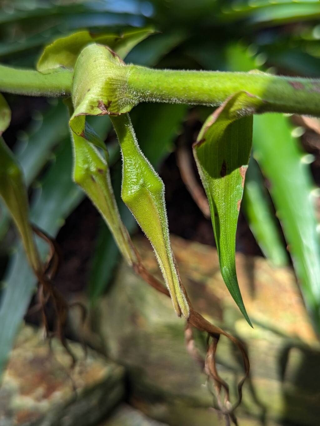 Pitcairnia longissimiflora fruit