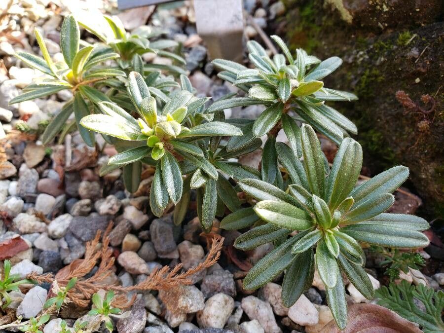 Daphne arbuscula habit