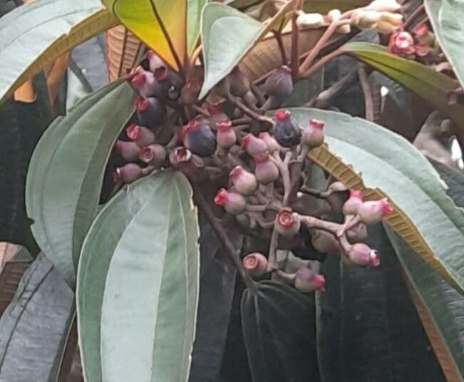 Miconia mirabilis fruit