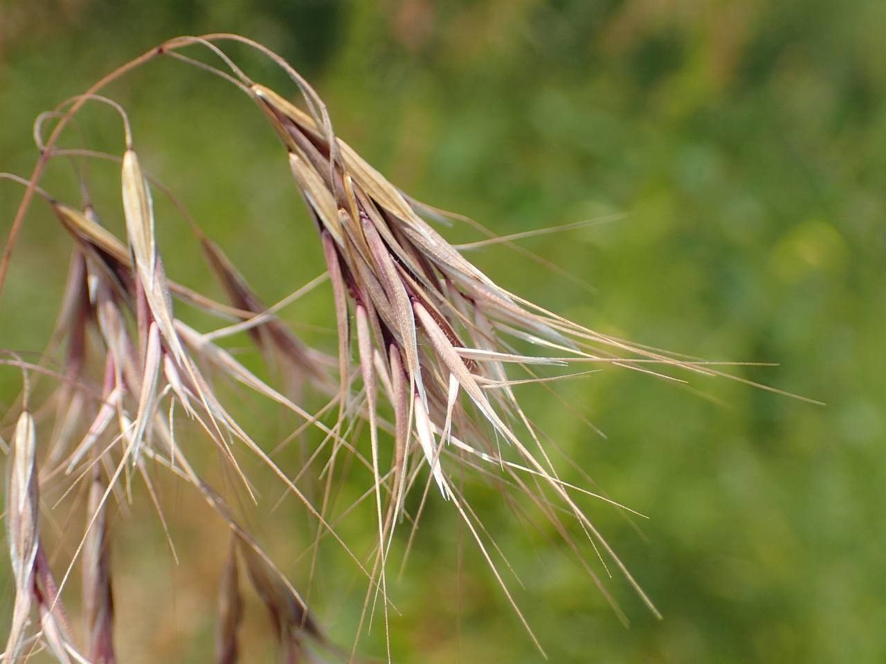 Anisantha tectorum fruit