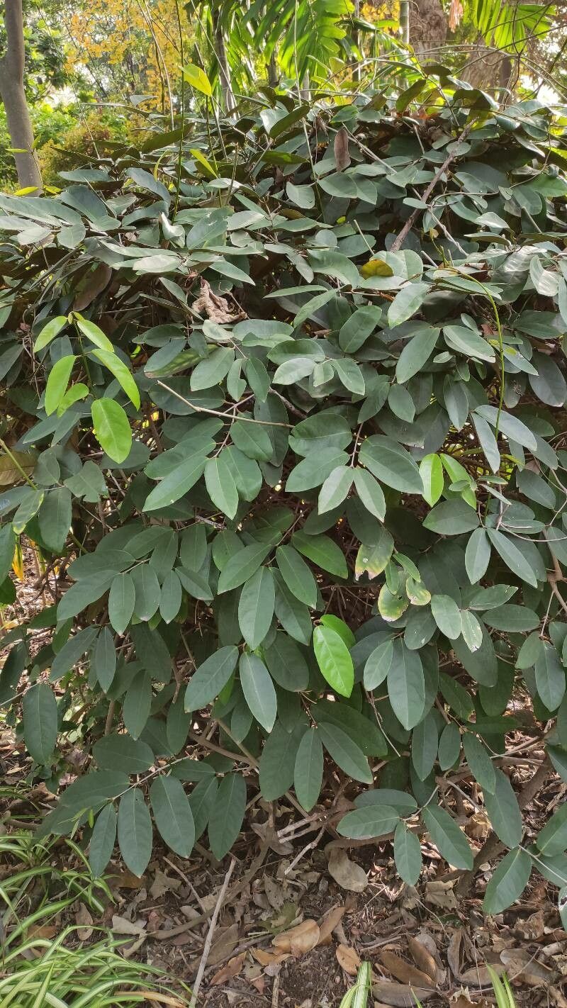 Heteropterys chrysophylla habit
