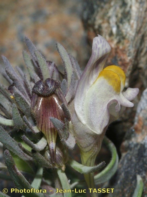 Linaria glacialis flower
