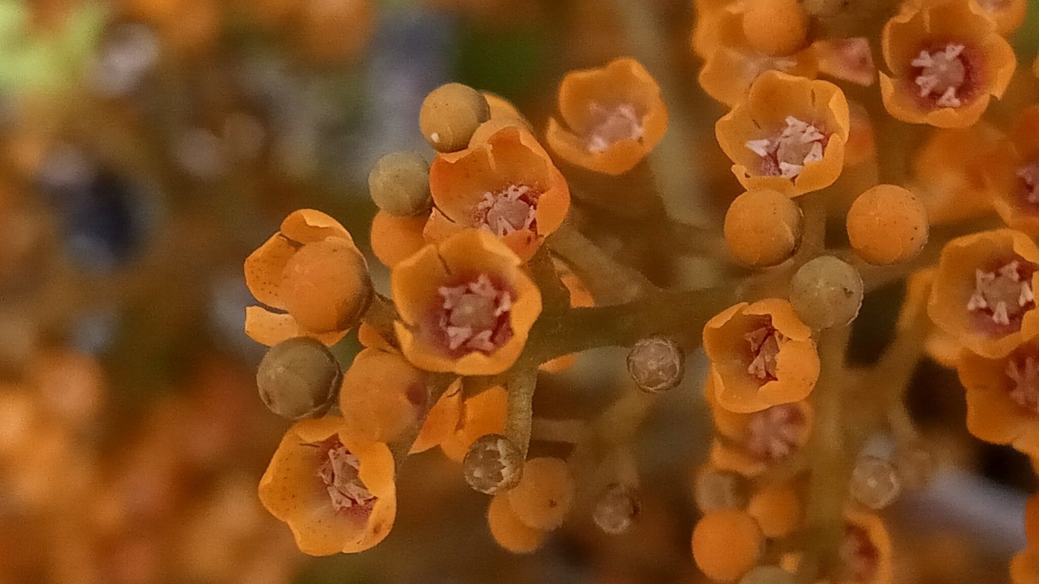 Monoporus spathulatus flower
