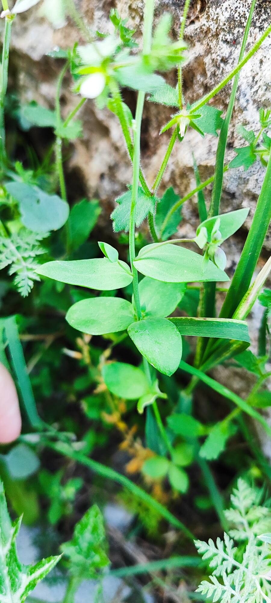 Linaria platycalyx — search result for 'Linaria'
