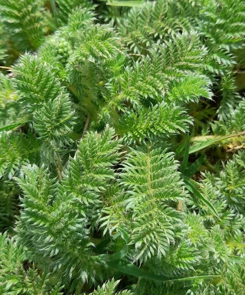 Acaena myriophylla — houseplant care guide