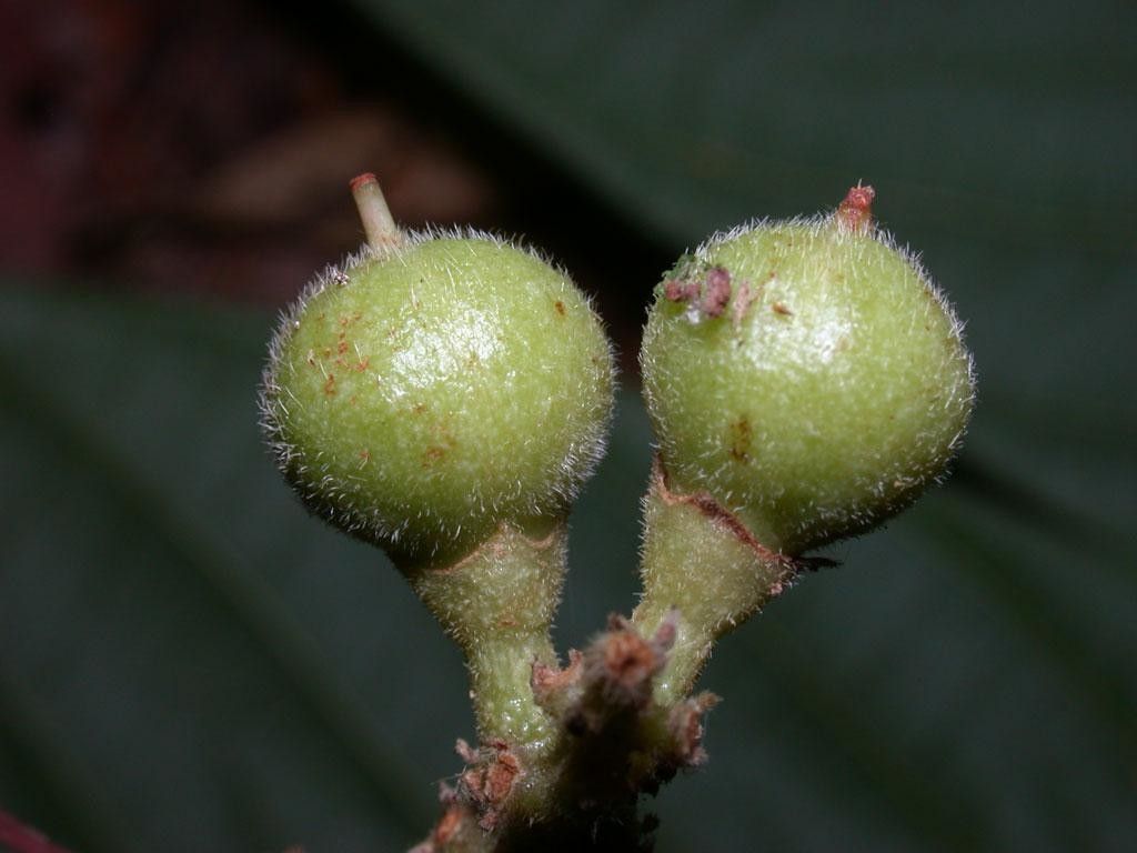Guarea pilosa fruit