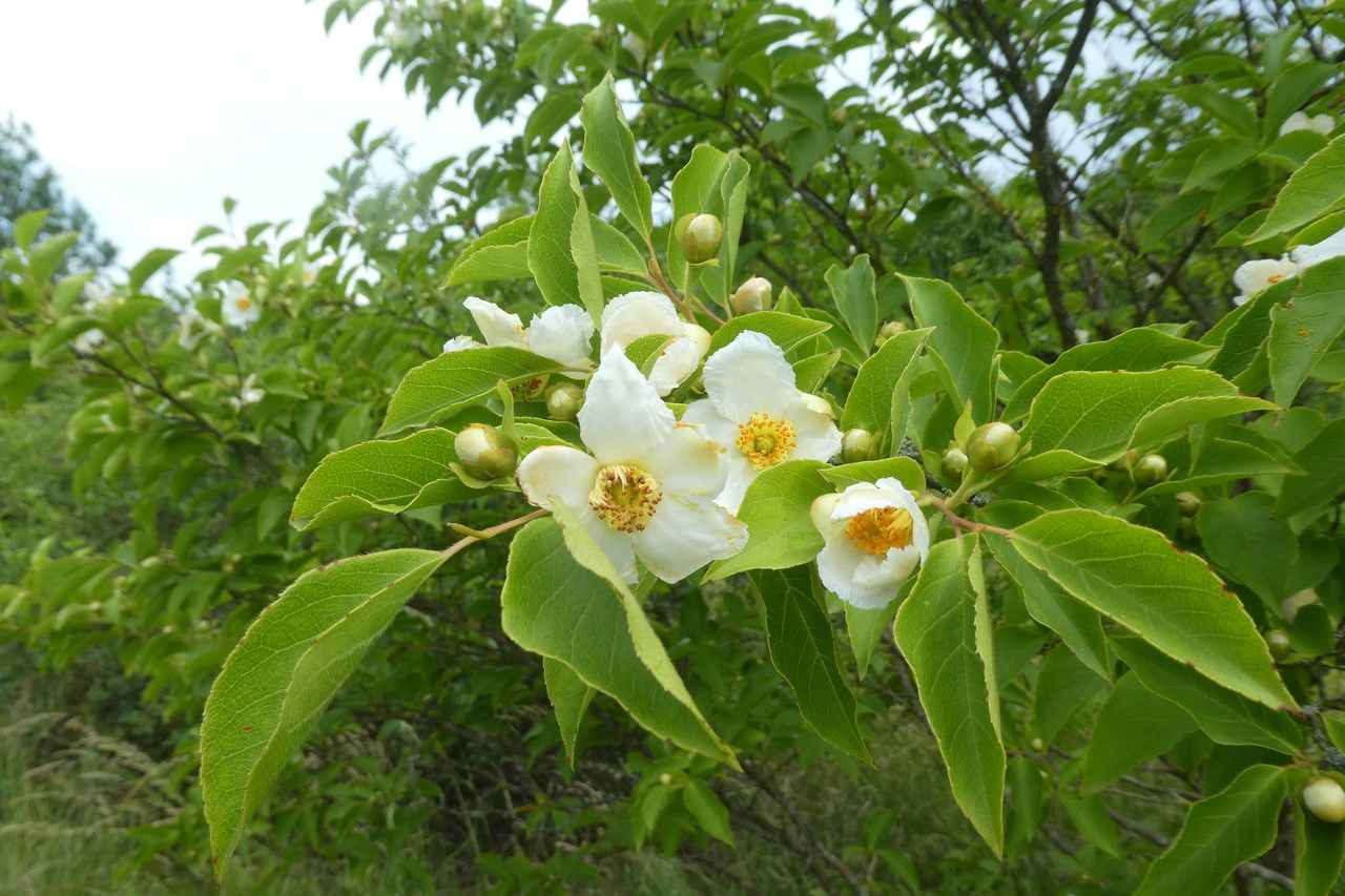 Stewartia monadelpha flower
