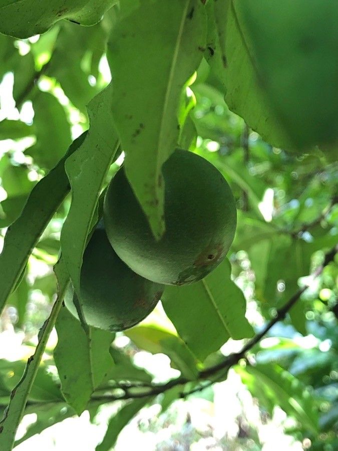 Lacmellea edulis fruit