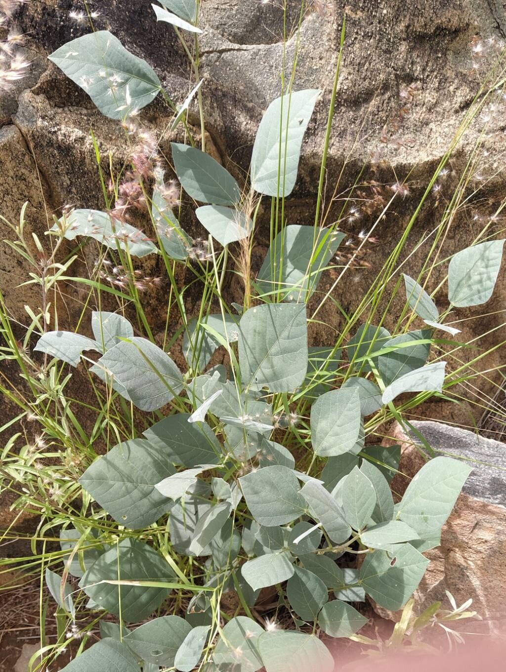 Rhynchosia sublobata habit