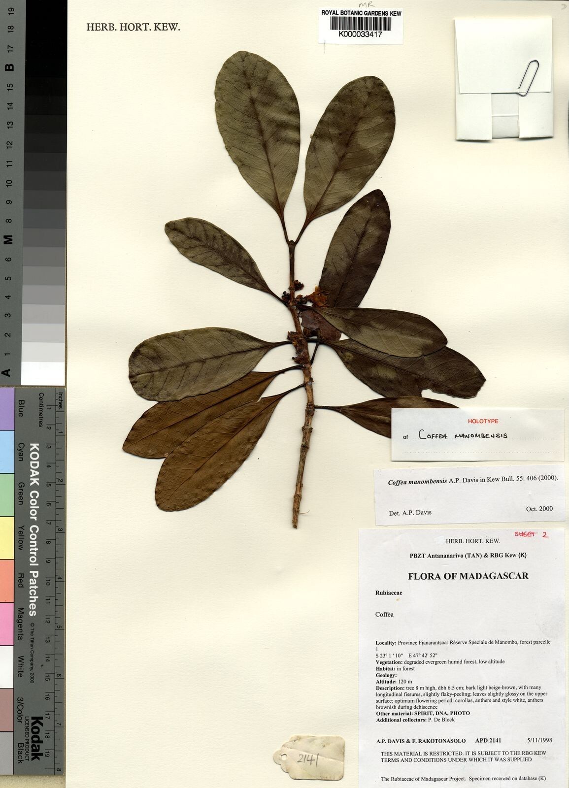 Coffea manombensis — houseplant care guide