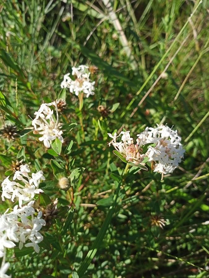 Pimelea humilis — search result for 'Thymelaeaceae'