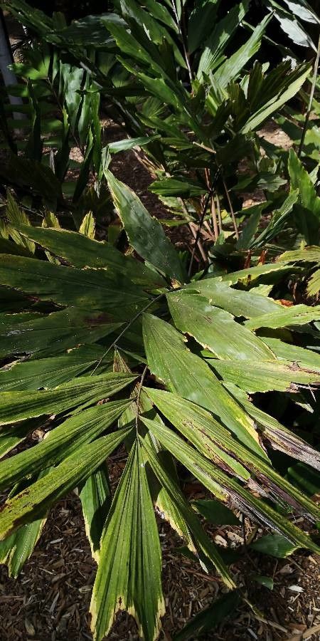 Wallichia oblongifolia leaf