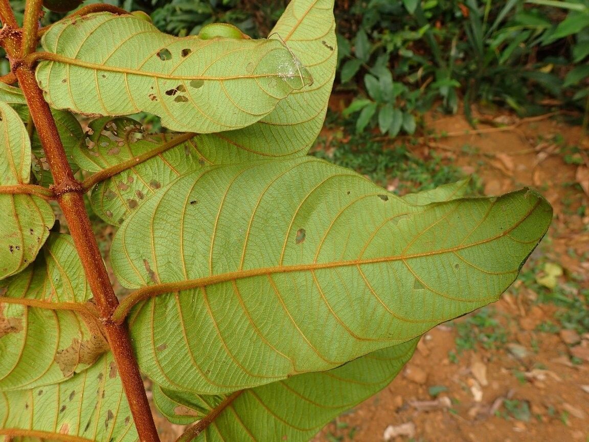 Mussaenda debeauxii — related species from the same genus