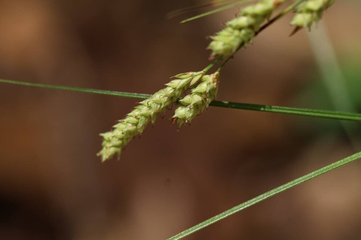 Carex lenta — houseplant care guide