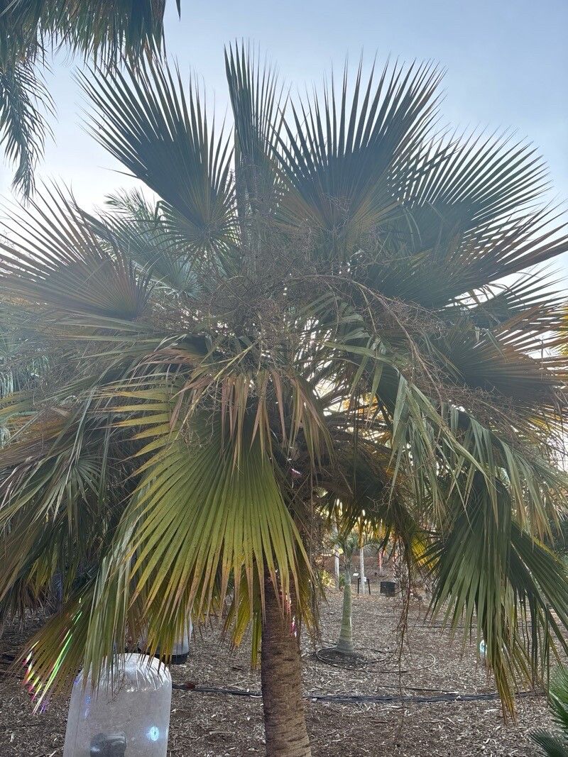 Copernicia berteroana — related species from the same genus