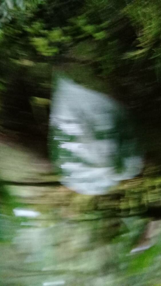 Piper hederaceum leaf