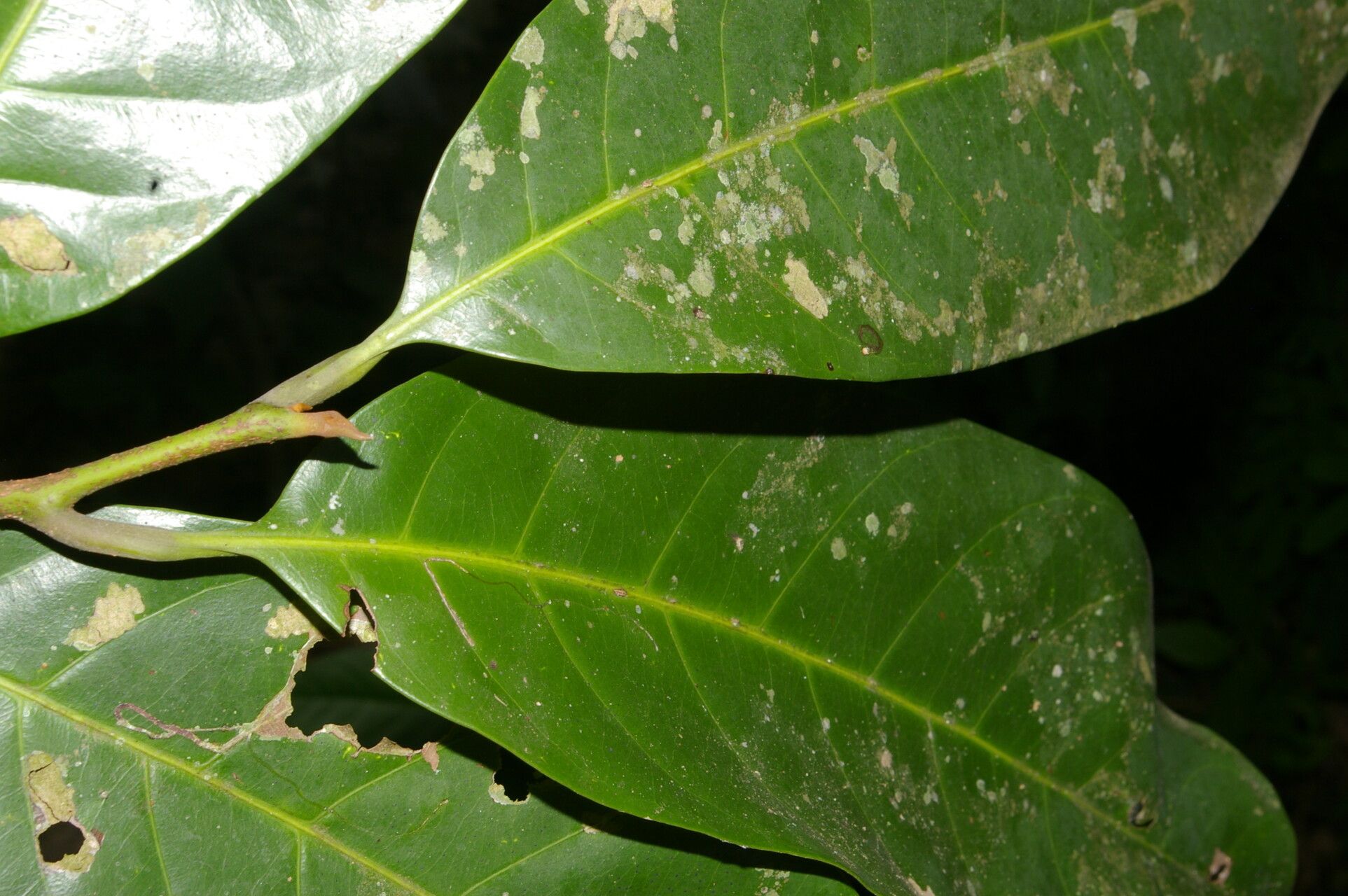 Pouteria trilocularis leaf