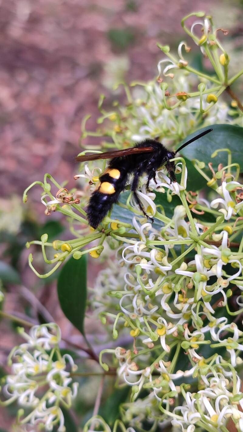 Stenocarpus salignus flower