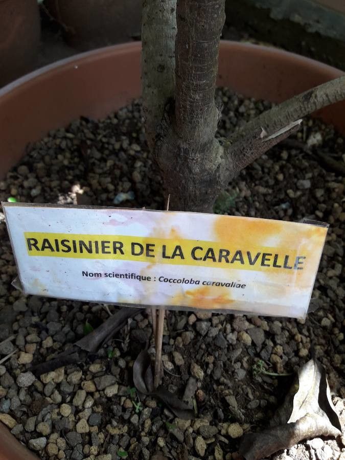 Coccoloba caravellae other