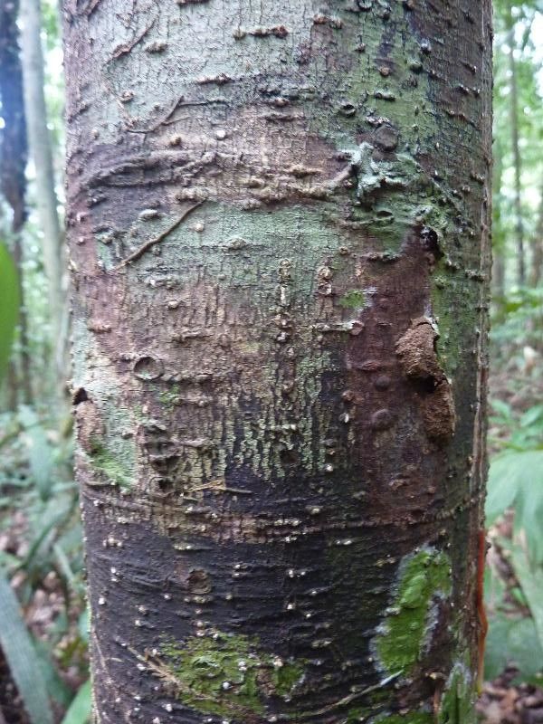 Licania rodriguesii bark