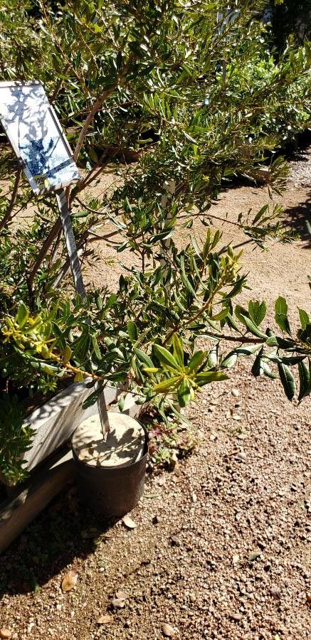 Myrica cerifera — related species from the same genus