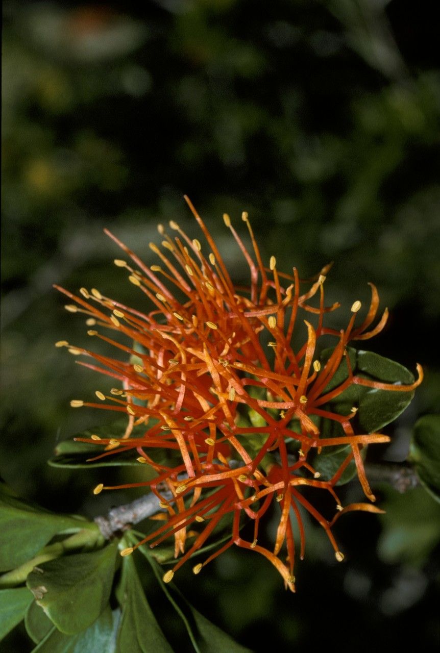 Desmaria mutabilis flower