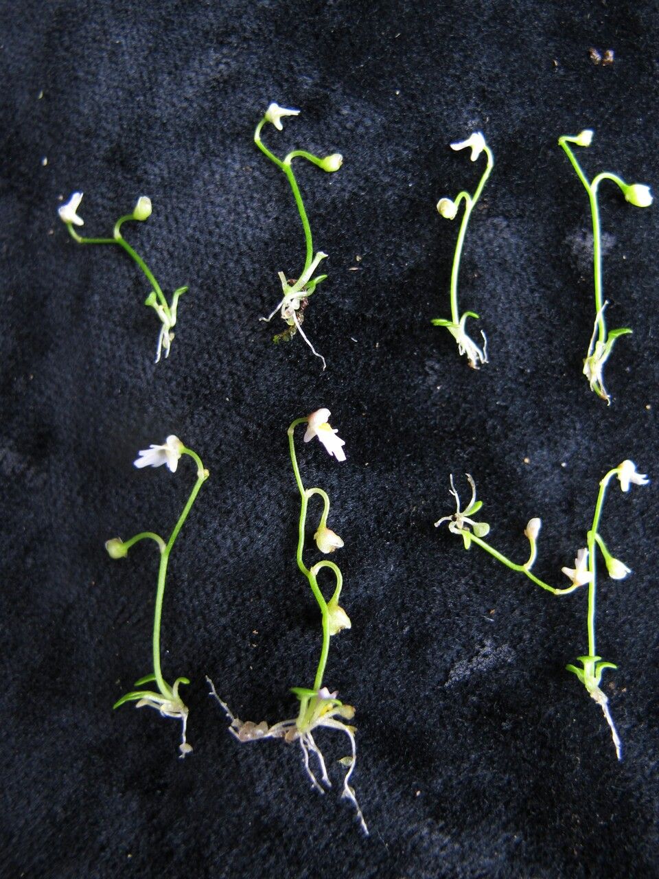 Utricularia multicaulis habit