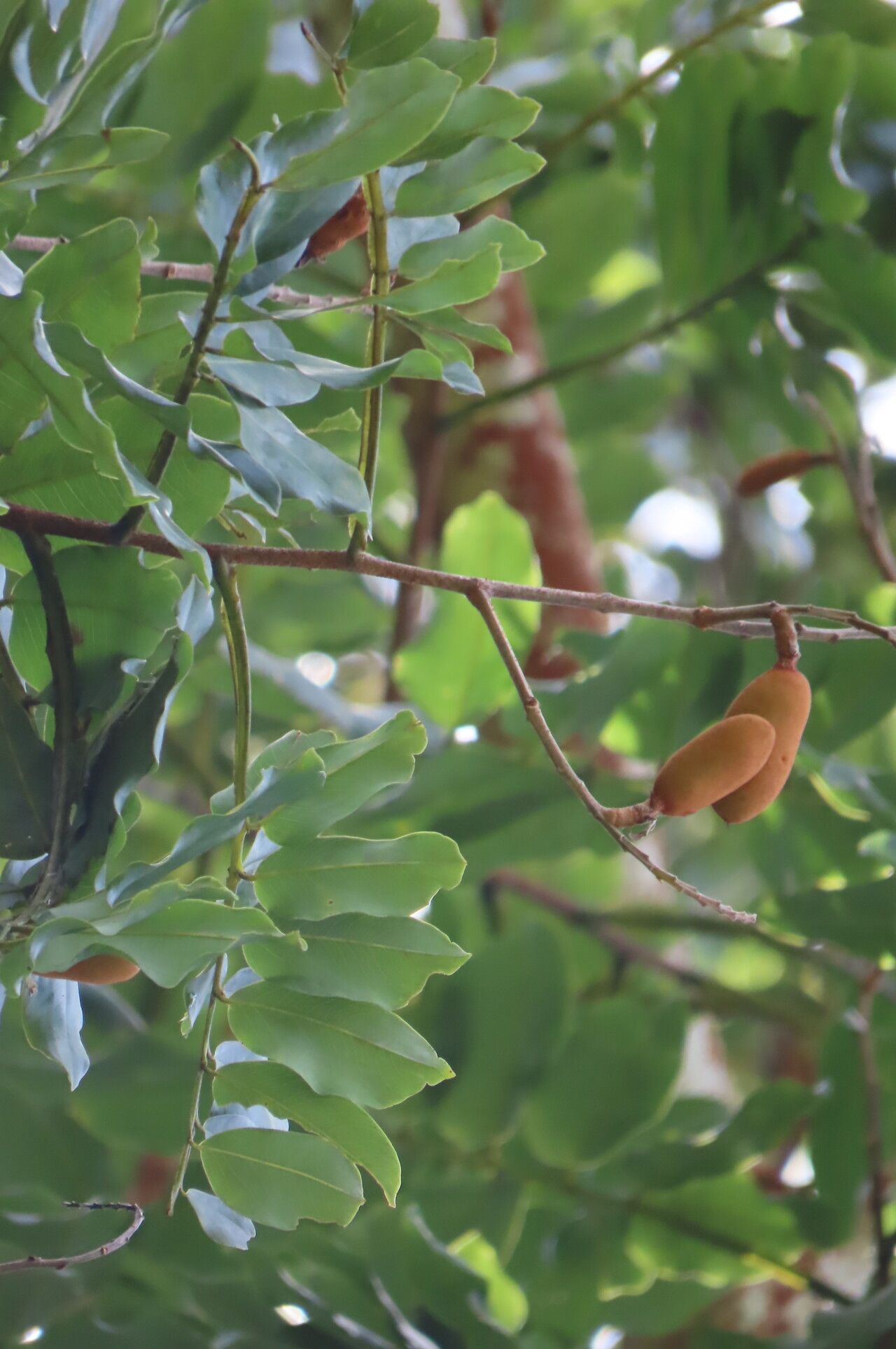 Dipteryx oleifera leaf