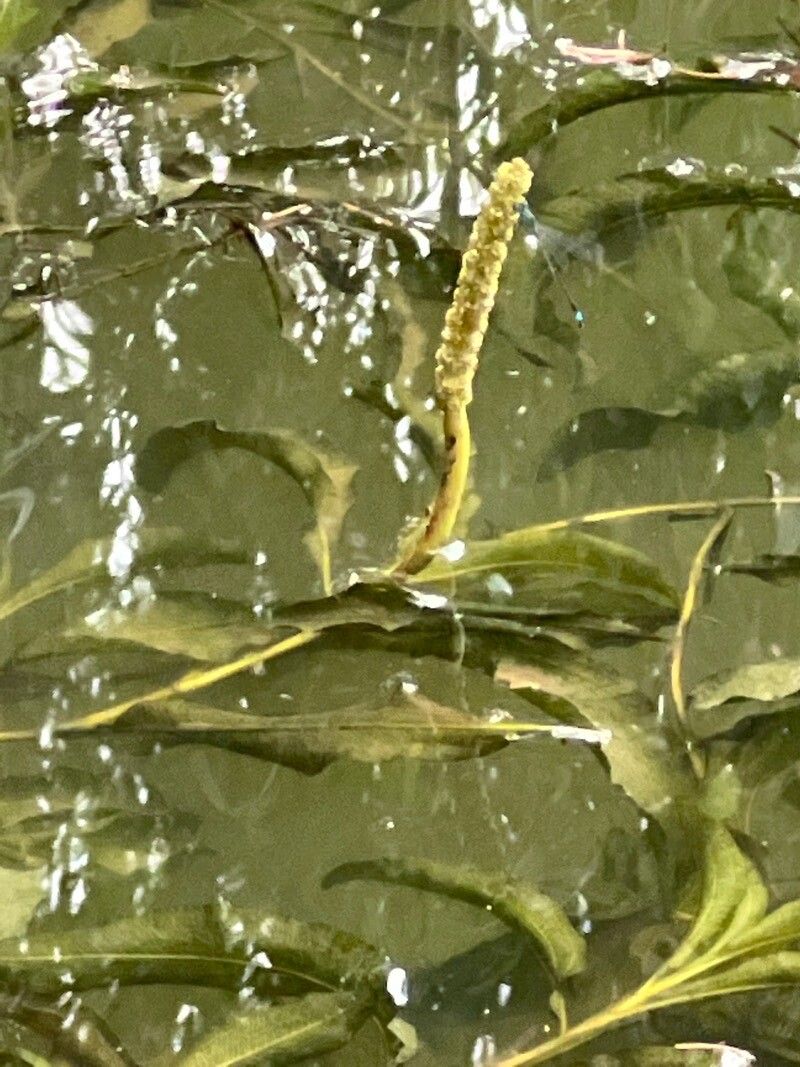 Potamogeton lucens flower