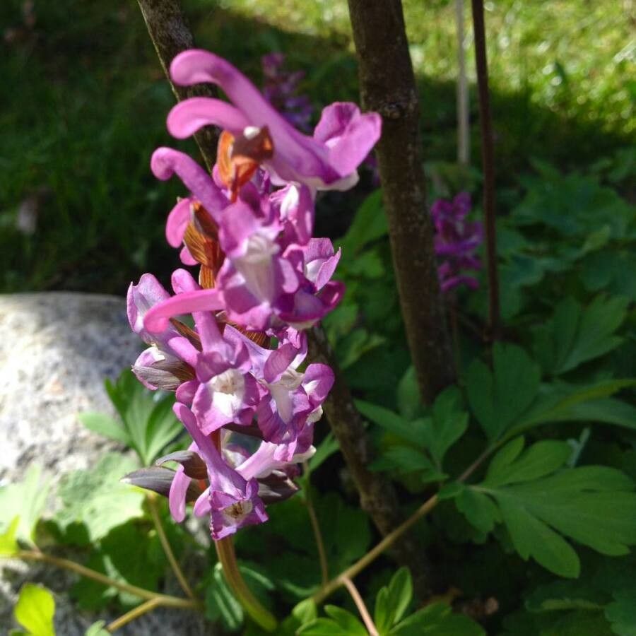 Corydalis cava flower