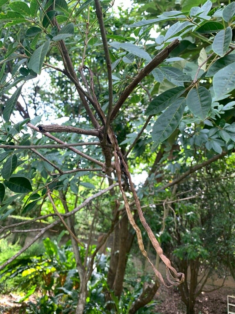 Handroanthus umbellatus fruit