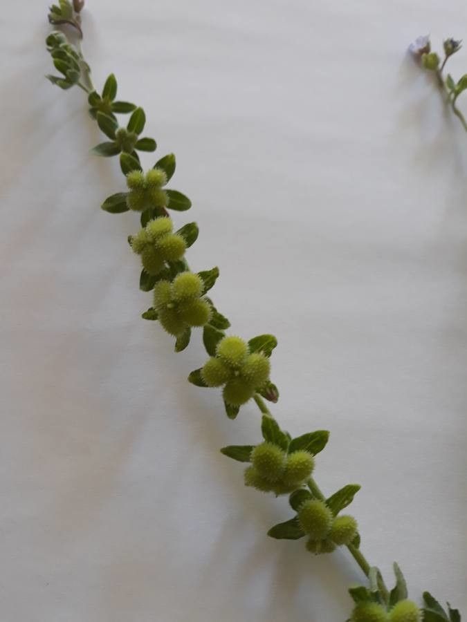 Cynoglossum pustulatum fruit