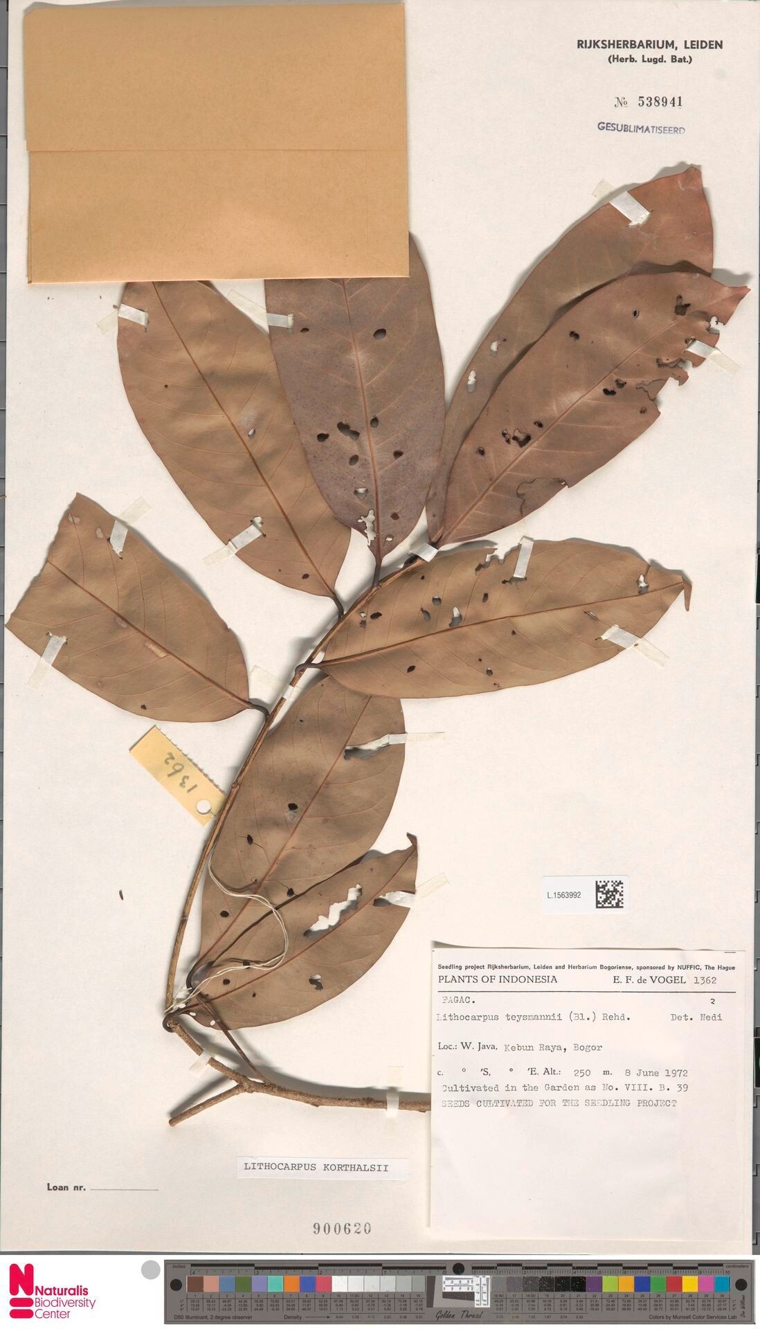 Lithocarpus korthalsii — houseplant care guide