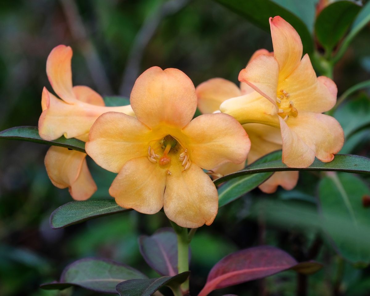 Rhododendron xanthopetalum — houseplant care guide