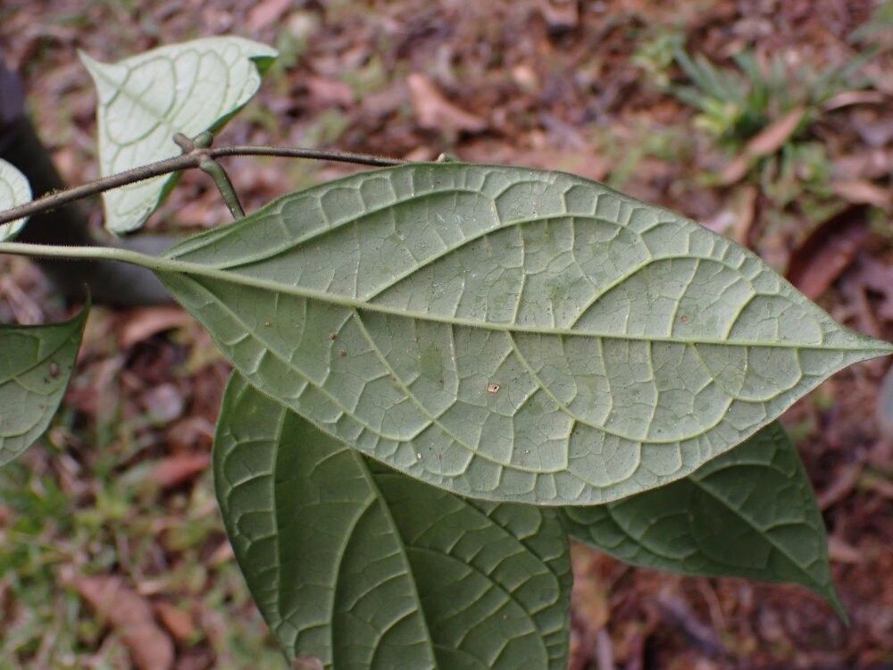 Clerodendrum atlanticum