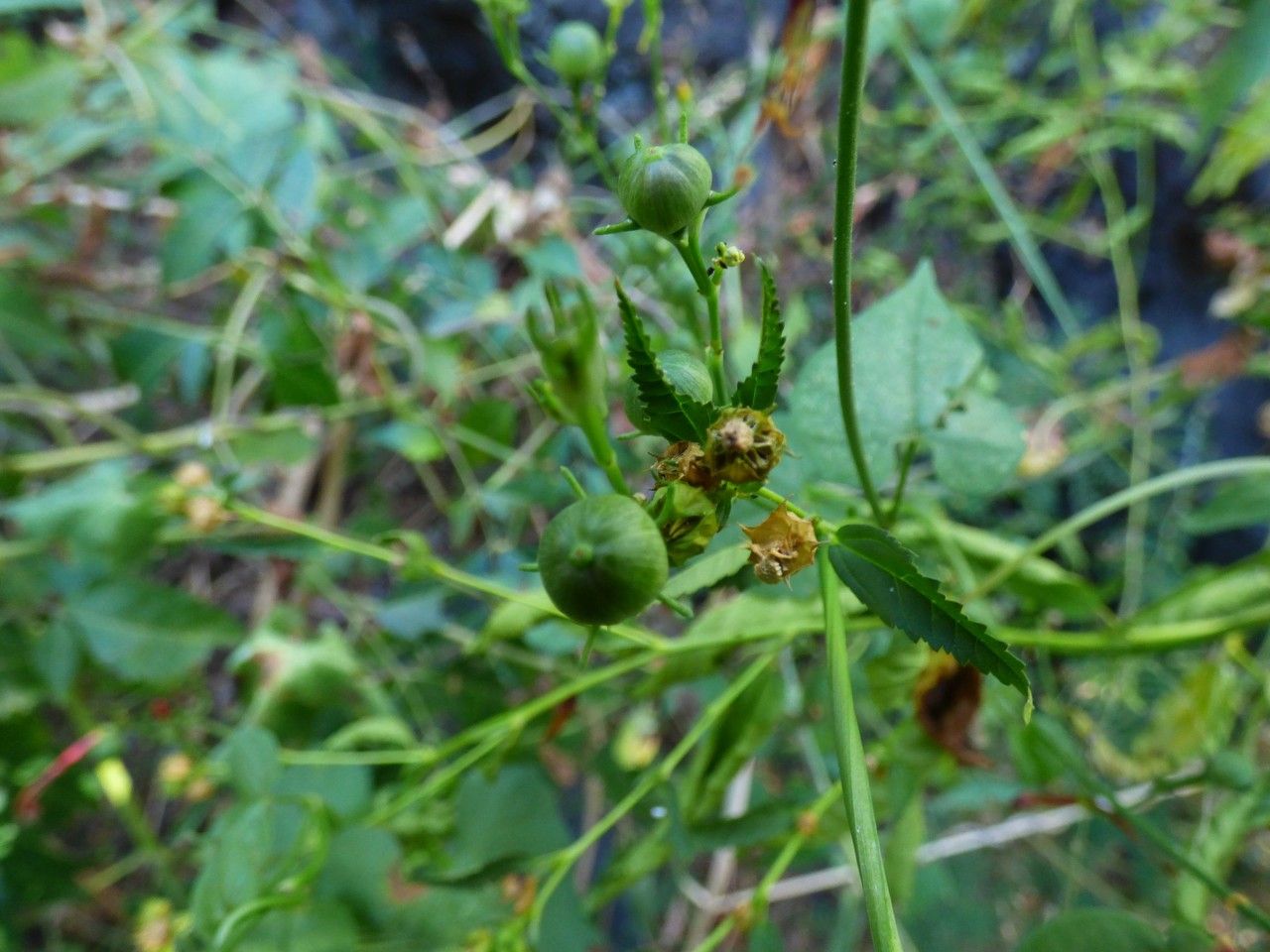 Ipomoea hederifolia fruit