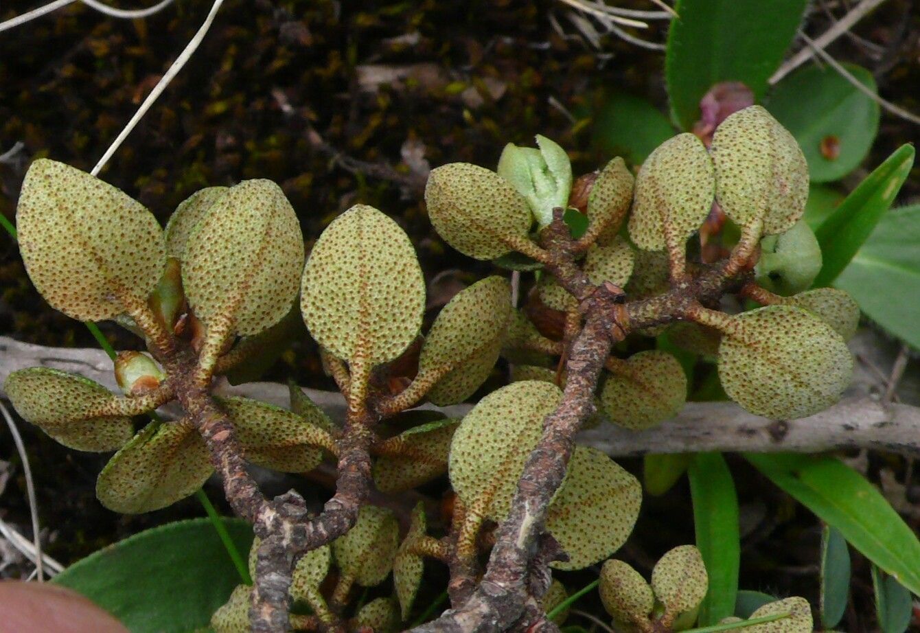 Rhododendron nivale leaf