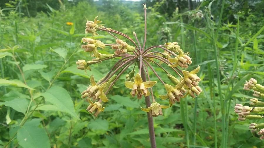 Asclepias amplexicaulis flower