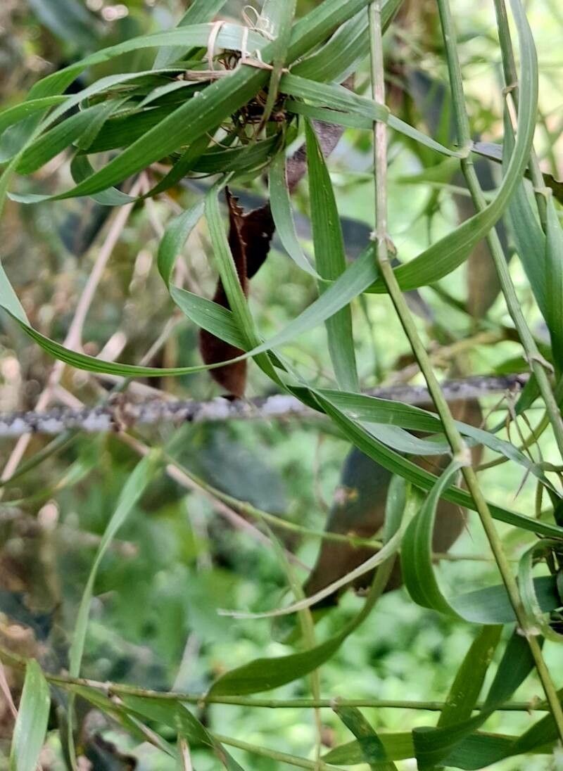 Melica sarmentosa leaf