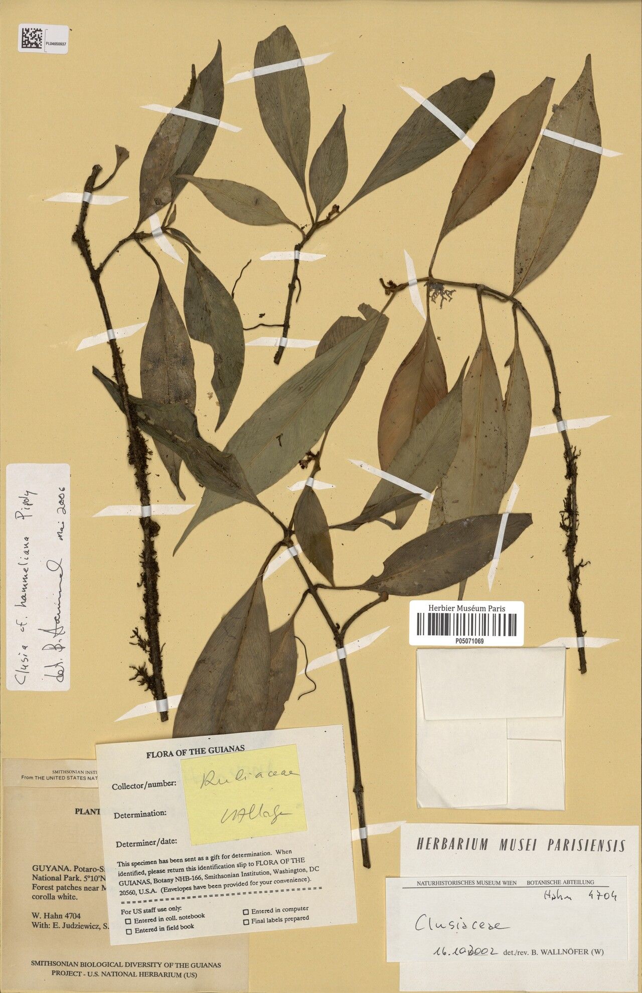 Clusia hammeliana — search result for 'Clusia'