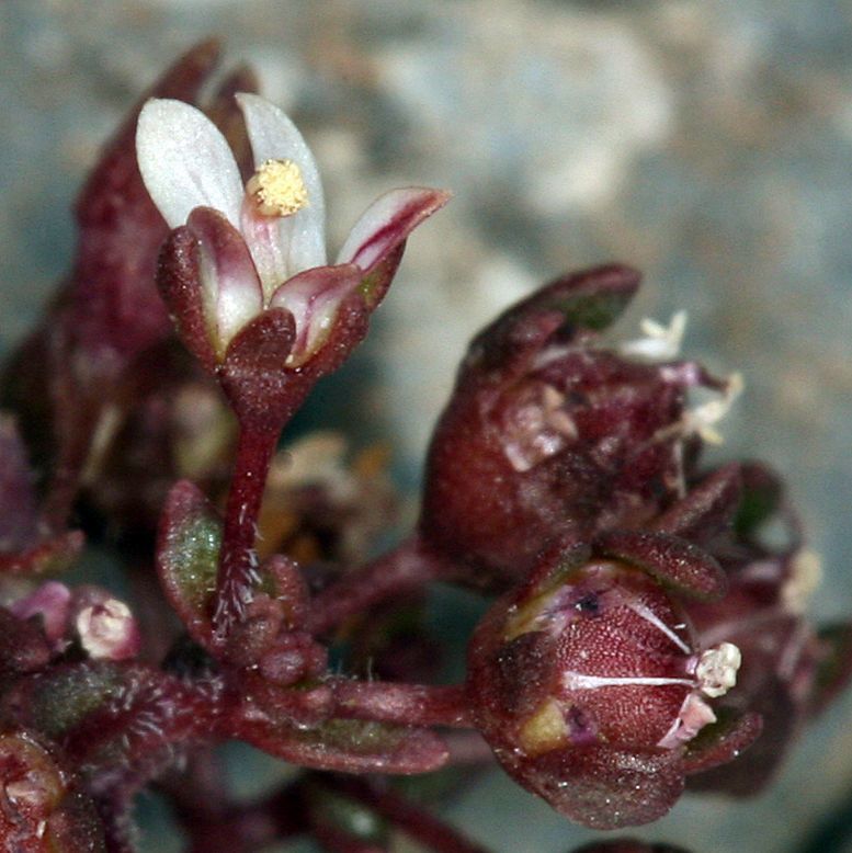 Nemacladus rigidus flower