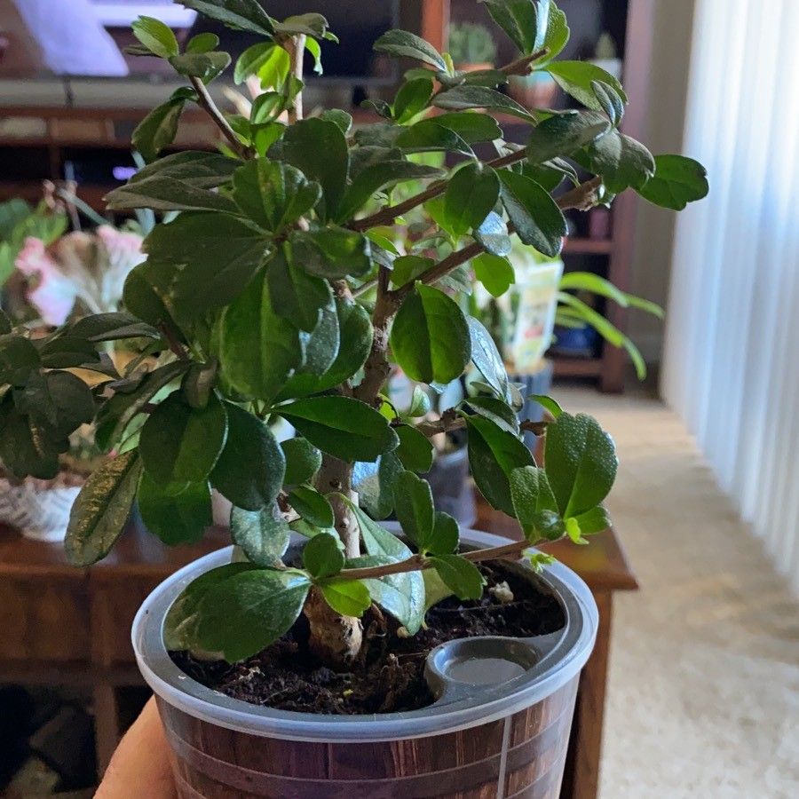 Pycnanthemum curvipes — search result for 'Alabama'