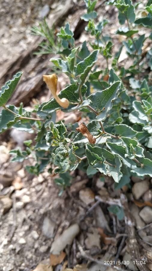 Aristolochia pistolochia leaf